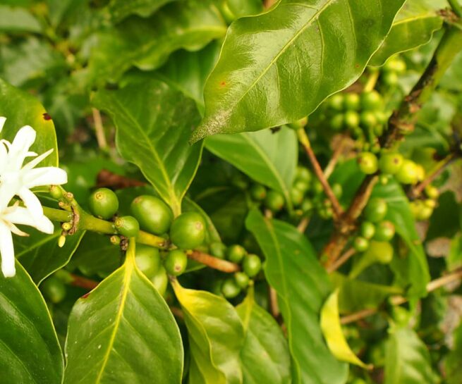 Come and have fun in Quito coffee tasting tour